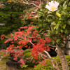結界の花