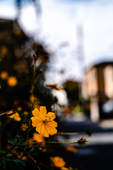 ご近所散歩３景---キバナコスモス咲く街角