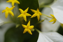 LEICAでマクロに挑戦