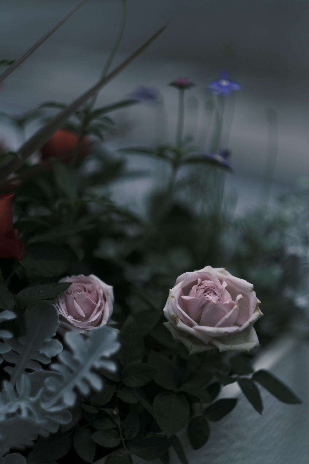 XF56㎜の薔薇　その２