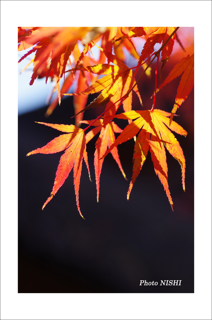 平林寺　紅葉狩り