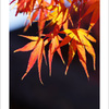 平林寺　紅葉狩り