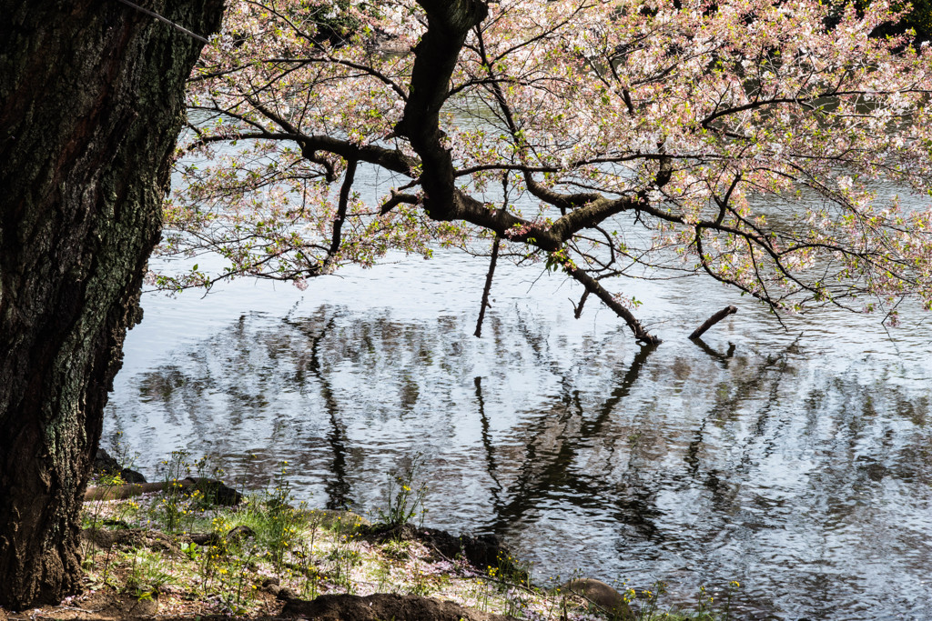 喧騒に垂れて桜の影映す