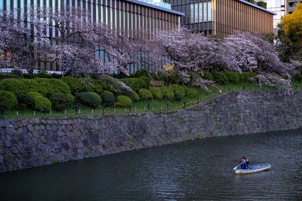 一本ロールと見附の桜