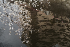 目黒川花見-3題