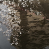 目黒川花見-3題