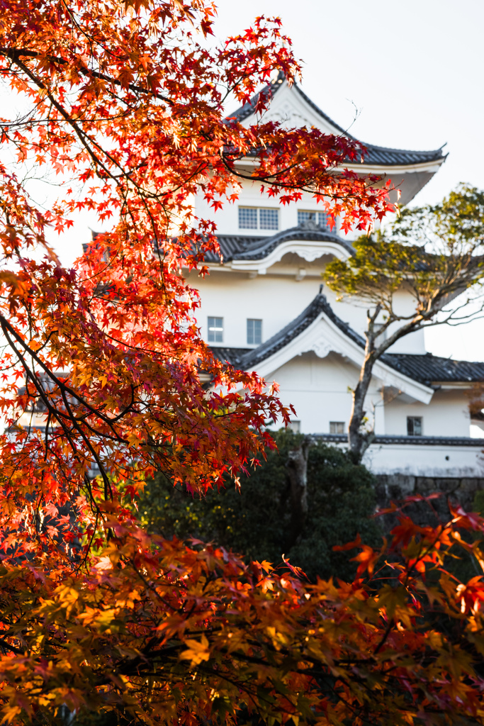 上野城の秋