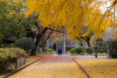 東京国立博物館の秋