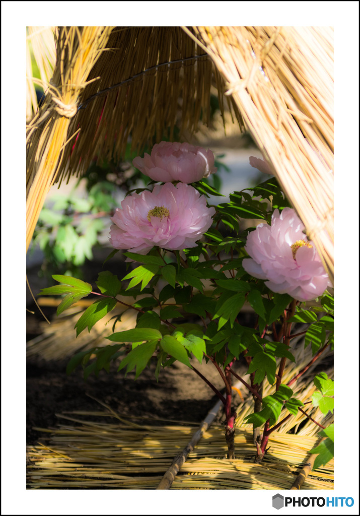 上野の花