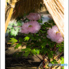 上野の花