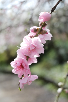 今日の1枚---公園の出会い