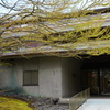 軽井沢の芽吹き