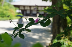 一輪咲き始めました　唐招提寺