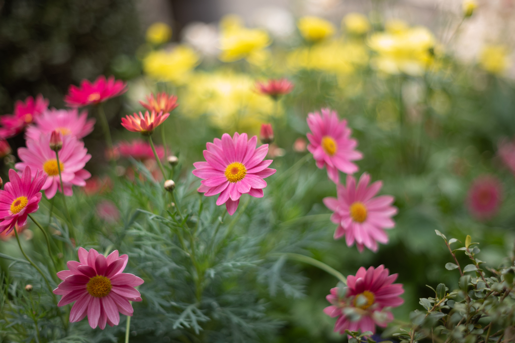 Old Lensのお花