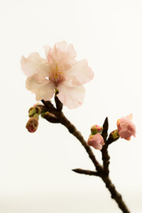 河津桜