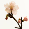 河津桜