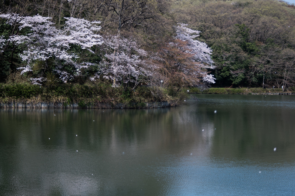 散り花と桜