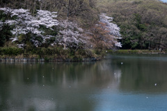 散り花と桜