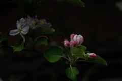 今日の1枚---リンゴ  花咲く