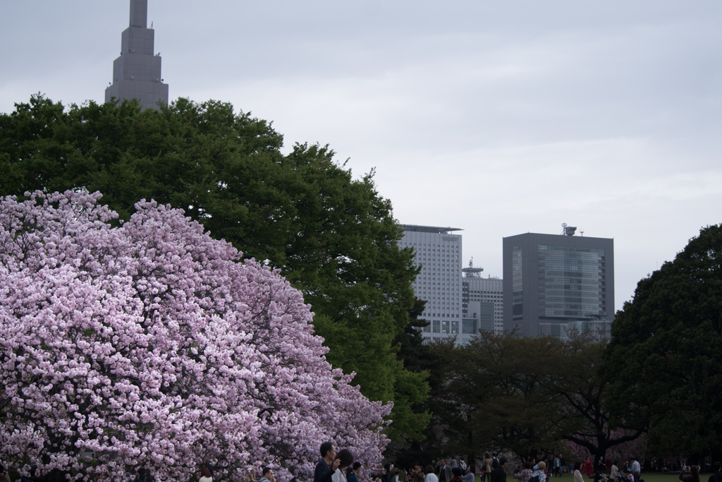 桜とドコモ②