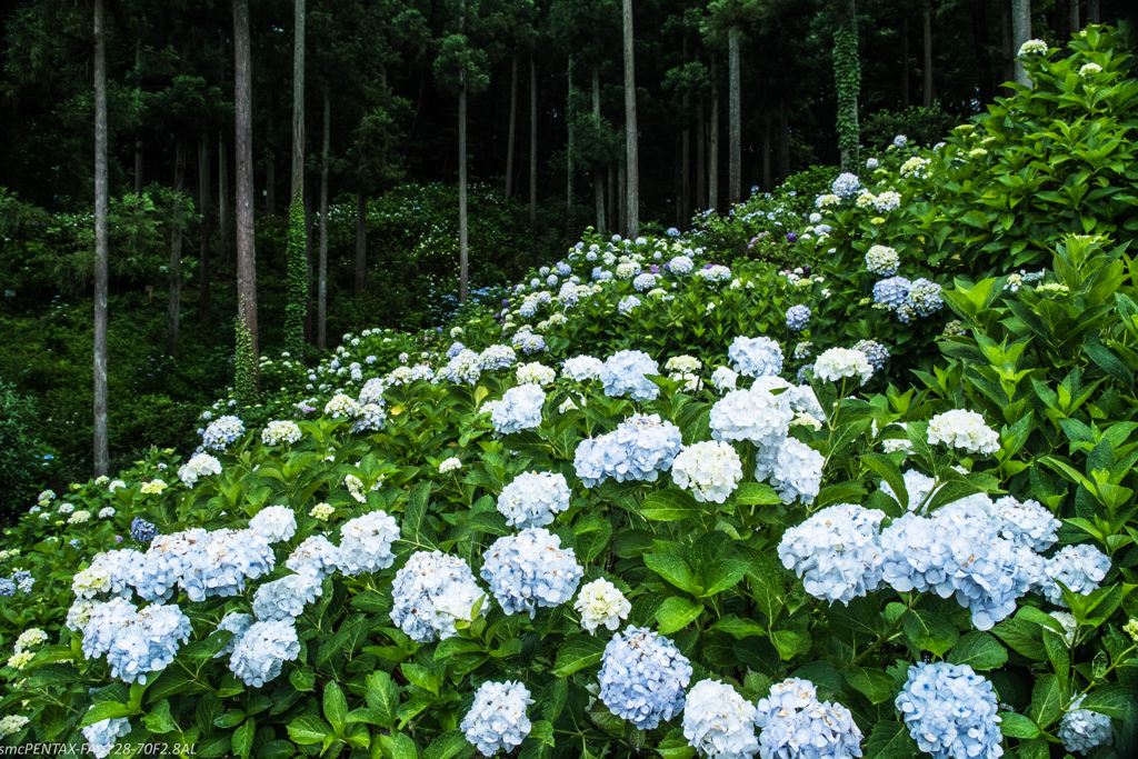 あじさい寺　金泉寺