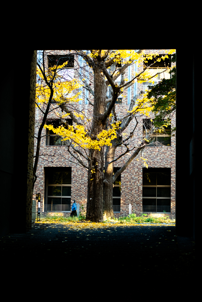 四角い本郷キャンパス