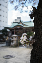 平河天満宮