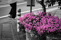 今日の1枚--赤い花の街角