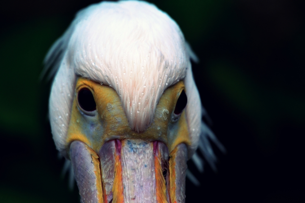 ペリカン