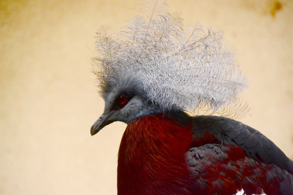 ムネアカカンムリバト