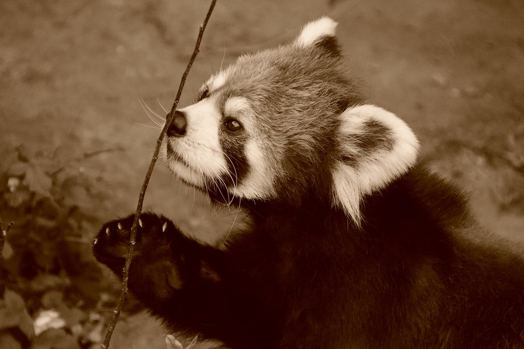 レッサーパンダ