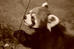 レッサーパンダ