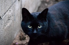 野良猫