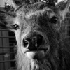 ワピチ