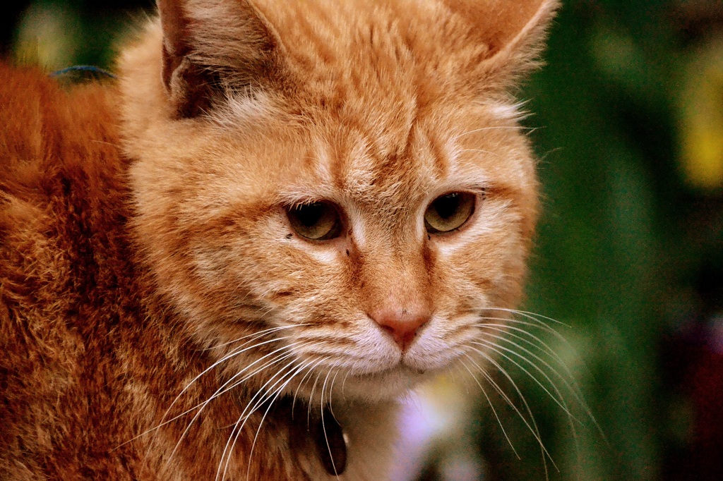 野良猫