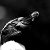 フンボルトペンギン