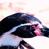フンボルトペンギン