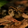 ヒメウズラ