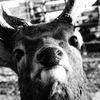 ダマジカ