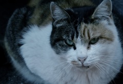 野良猫
