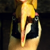 サイチョウ