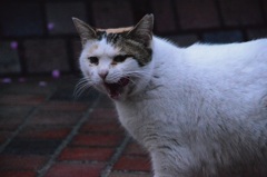 野良猫