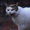 野良猫