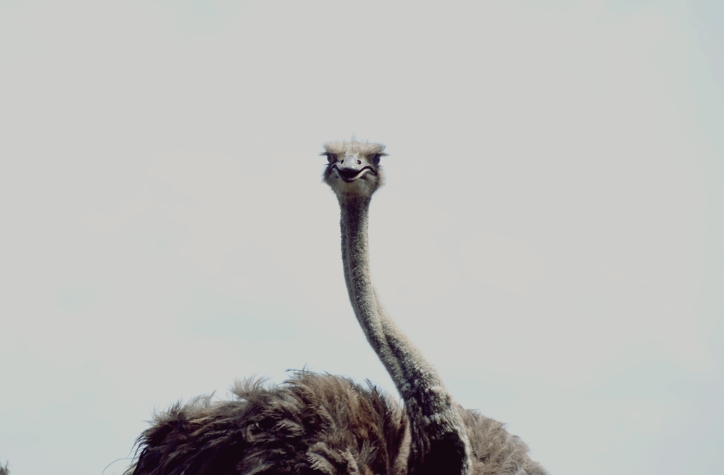 ダチョウ