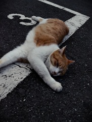 豆腐