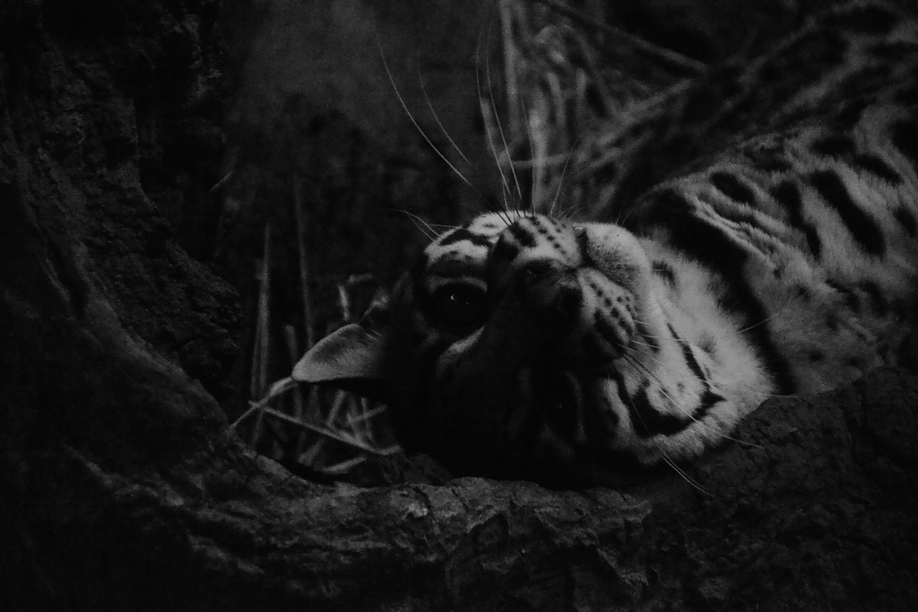 ｏｃｅｌｏｔ