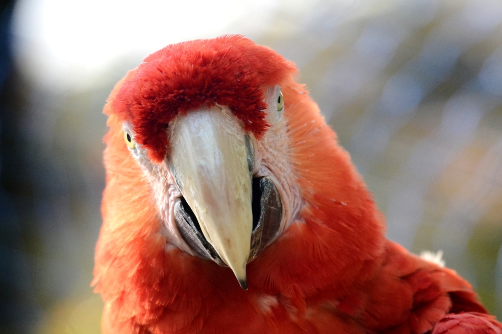 コウゴウインコ