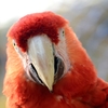 コウゴウインコ