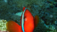 image_original (27)