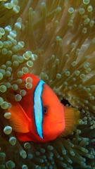 image_original (6)